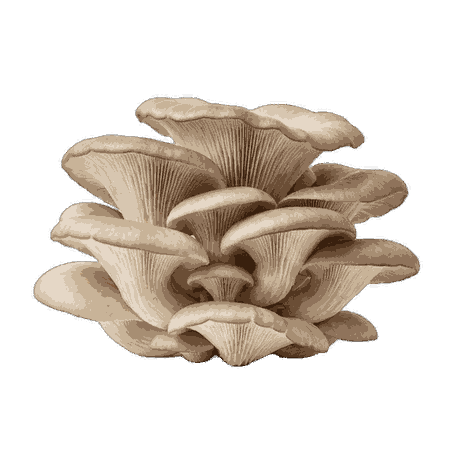 Champignon Pleurotte