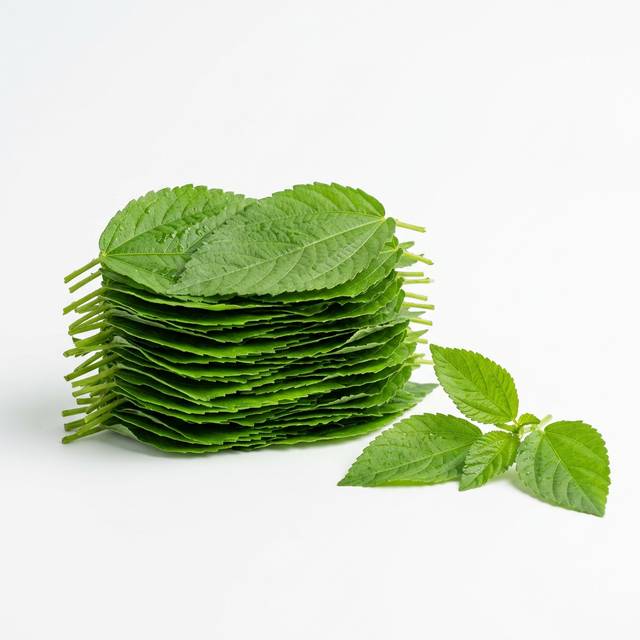 Keleng Keleng (Corete) en feuilles frais